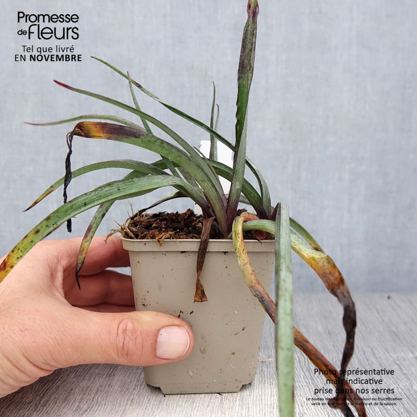Esemplare di Tradescantia andersoniana Concord Grape Vasetto da 8/9 cm come consegnato in autunno