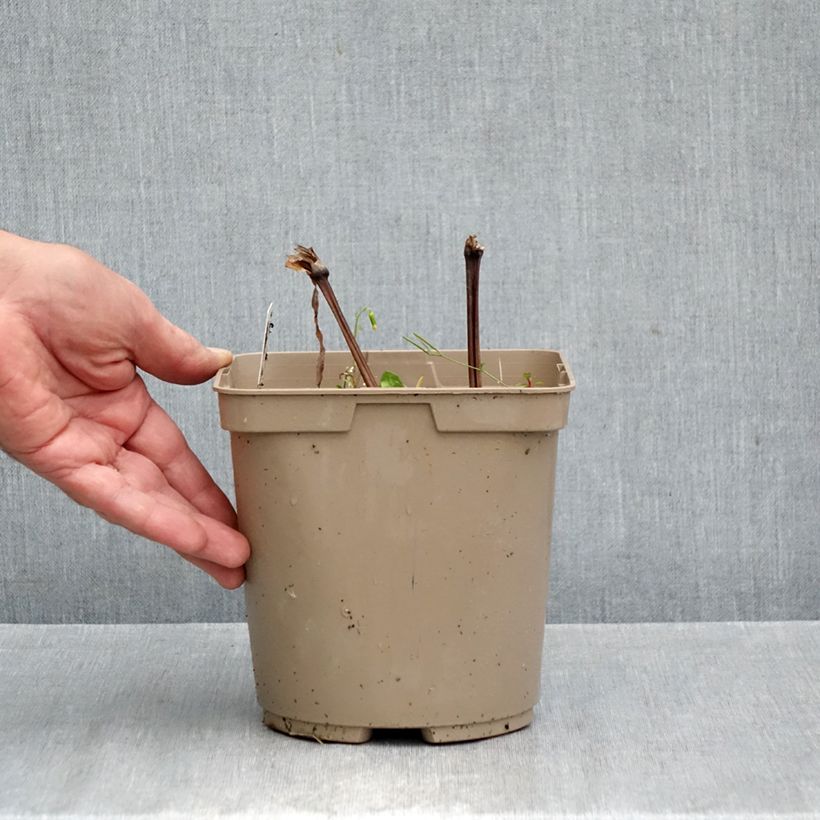 Esemplare di Tradescantia andersoniana Concord Grape Vaso da 2L/3L come consegnato in autunno