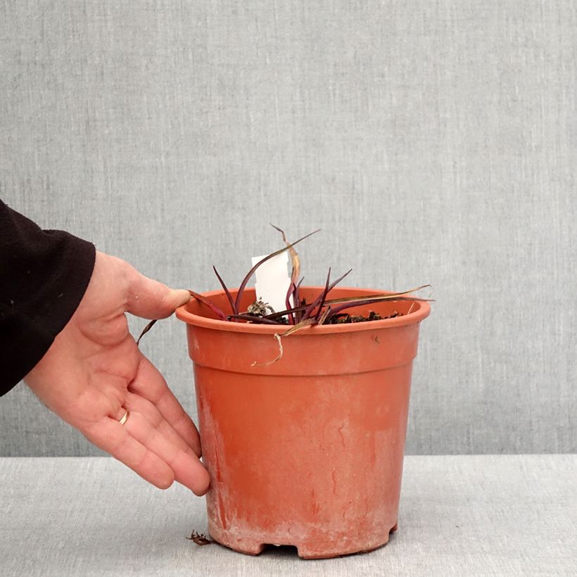 Tradescantia andersoniana Concord Grape Vaso da 2L/3L esemplare consegnato in primavera