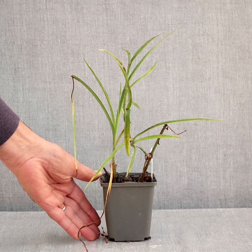 Esemplare di Tradescantia andersoniana Perrine's Pink Vasetto da 8/9 cm come consegnato in autunno