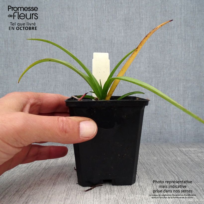 Esemplare di Tradescantia andersoniana Zwanenburg Blue Vasetto da 8/9 cm come consegnato in autunno