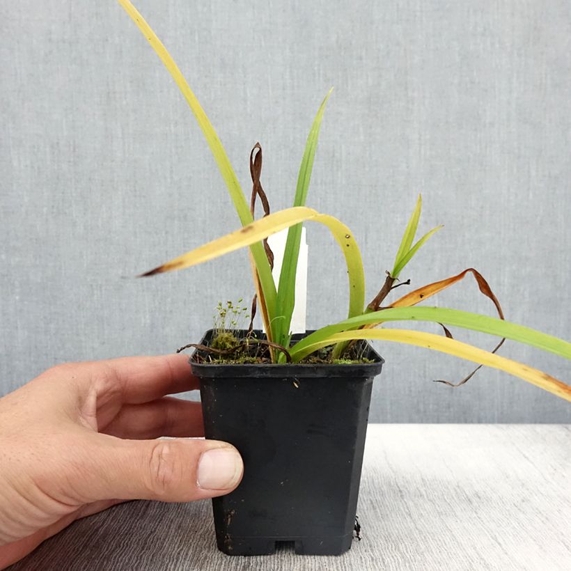 Esemplare di Tradescantia andersoniana Innocence Vasetto da 8/9 cm come consegnato in autunno