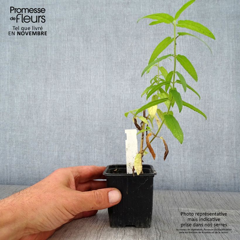 Esemplare di Stachys palustris - Stregona palustre Vasetto da 8/9 cm come consegnato in autunno