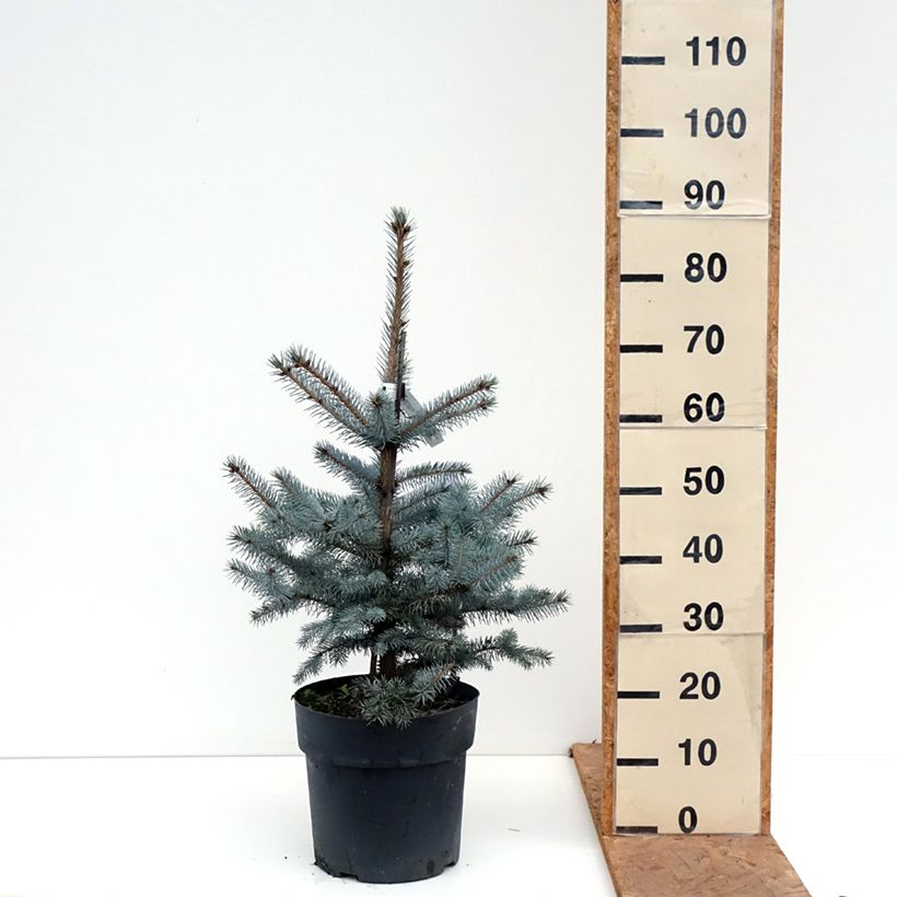 Esemplare di Picea pungens Edith Pezzo come consegnato in autunno