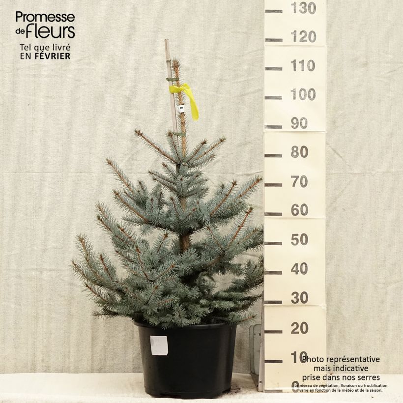 Picea pungens Edith Pezzo esemplare consegnato in inverno