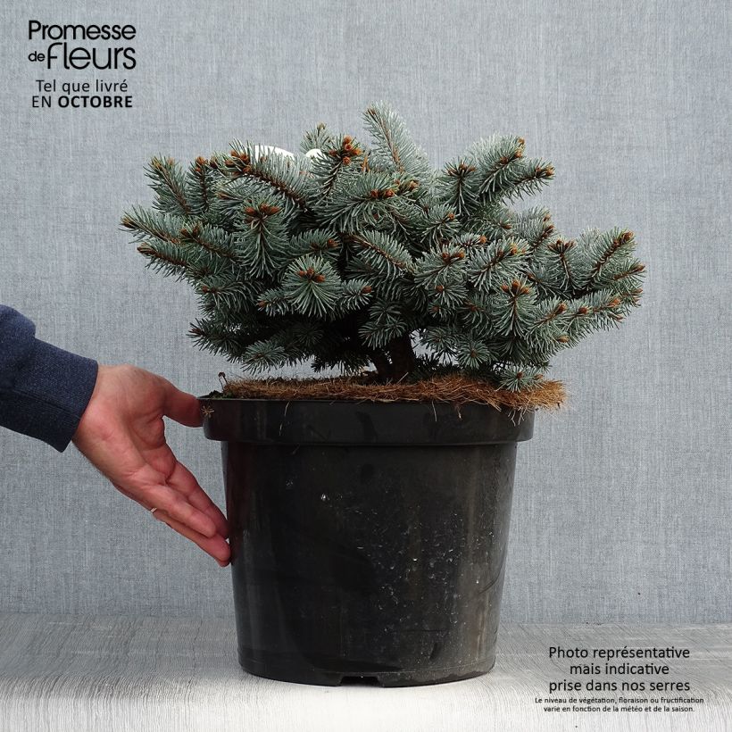 Esemplare di Picea pungens Glauca Globosa Vaso da 4L/5L come consegnato in autunno