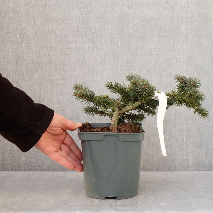 Picea pungens Glauca Globosa Vaso da 2L/3L esemplare consegnato in inverno