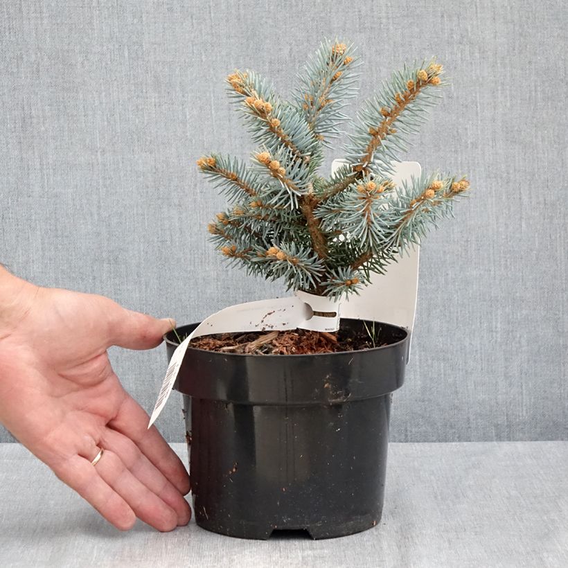 Esemplare di Picea pungens Glauca Globosa Vaso da 2L/3L consegnato in estate