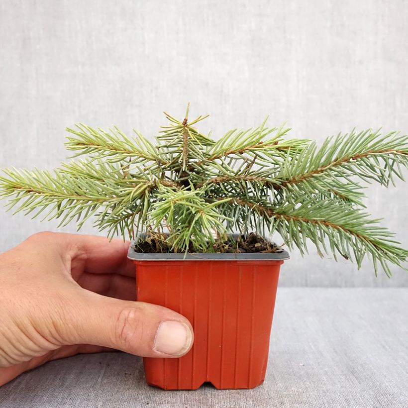 Esemplare di Picea pungens Karpaten Vasetto da 8/9 cm consegnato in estate
