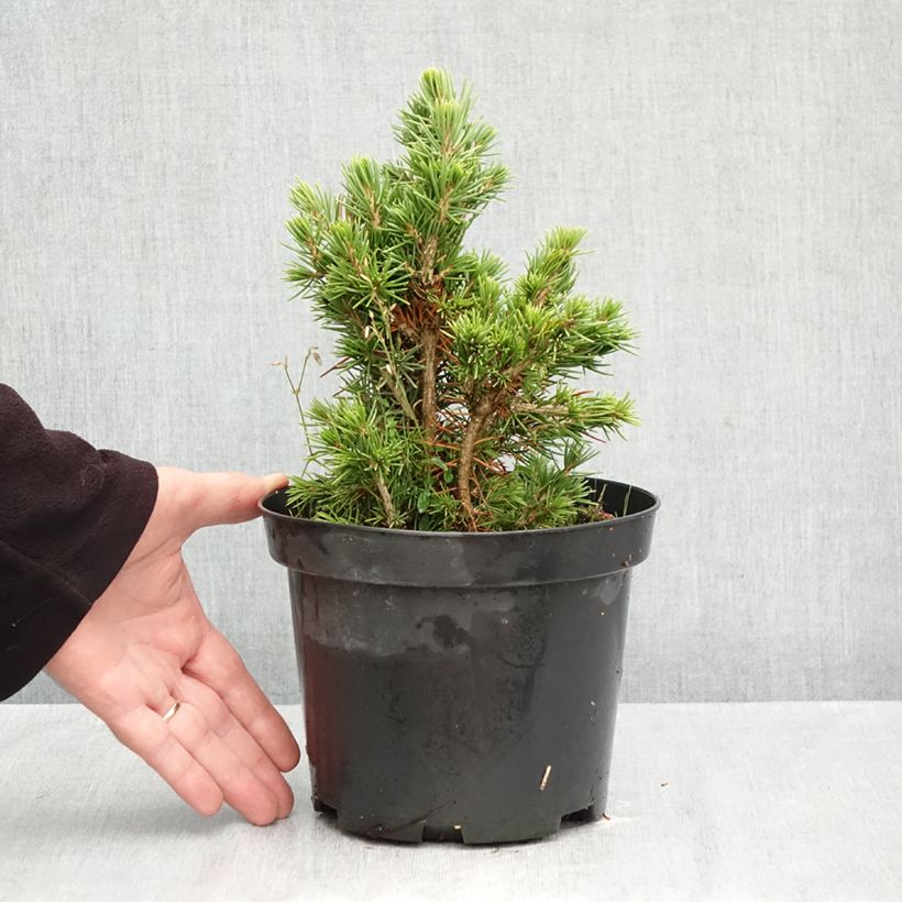 Esemplare di Picea abies Tompa Vaso da 3L/4L come consegnato in autunno