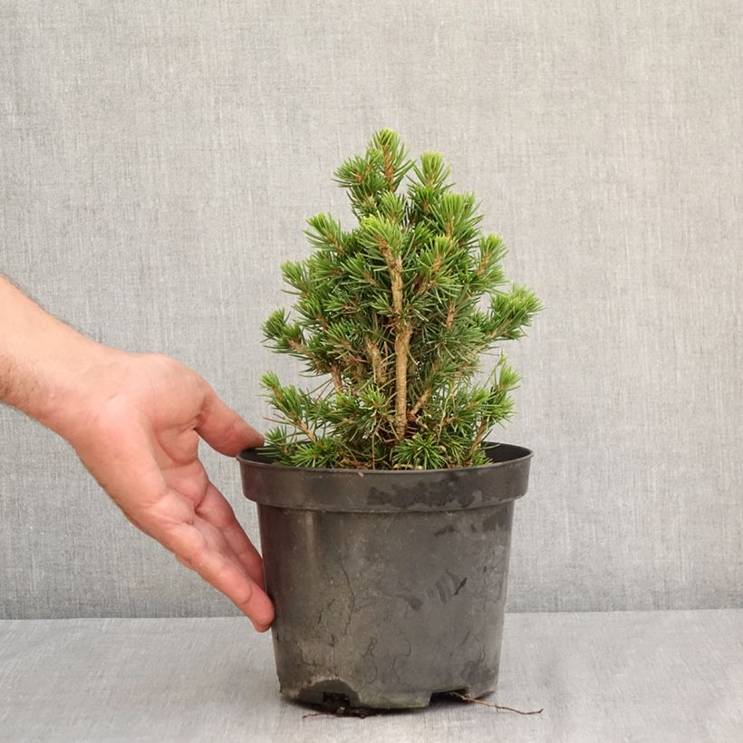 Esemplare di Picea abies Tompa Vaso da 3L/4L consegnato in estate