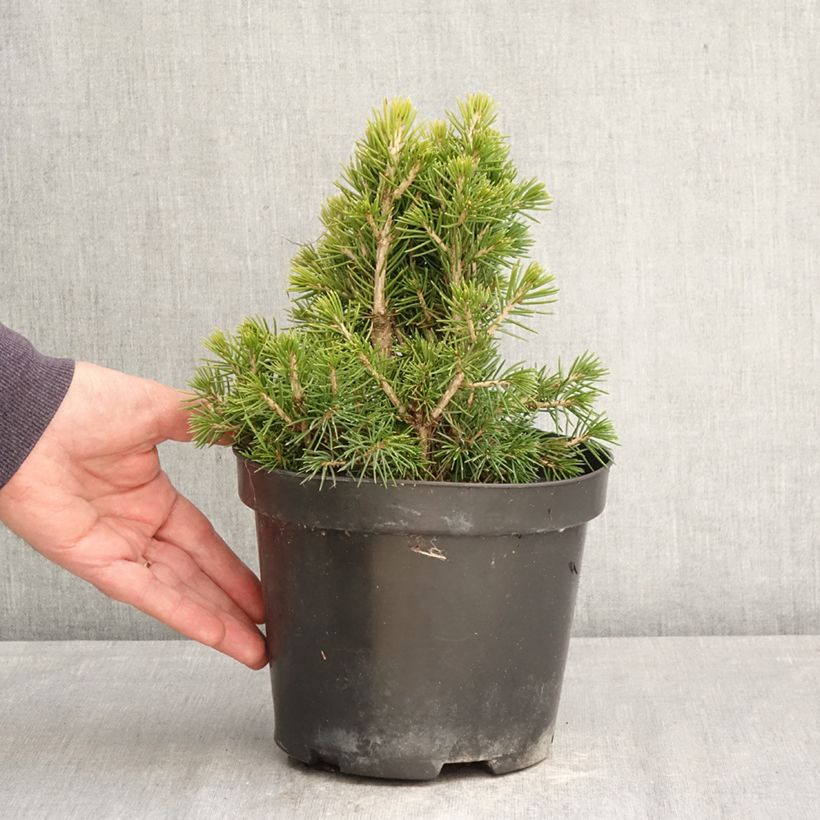 Picea abies Tompa Vaso da 3L/4L esemplare consegnato in primavera