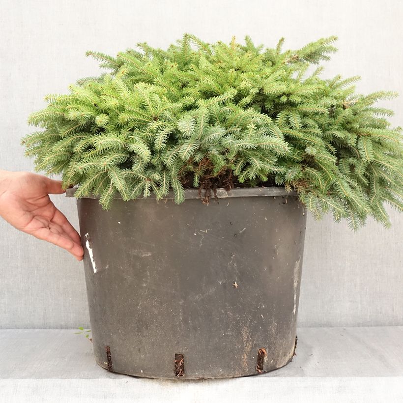 Esemplare di Picea abies Zagwiżdże Vaso da 30L/35L consegnato in estate
