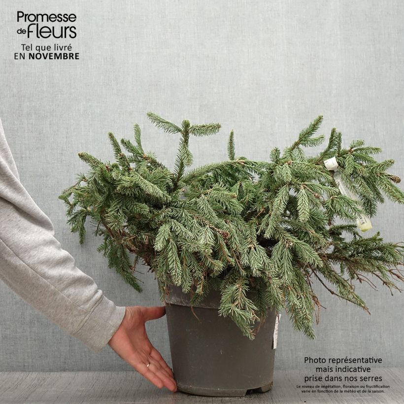 Esemplare di Picea abies Acrocona Vaso da 3L/4L come consegnato in autunno