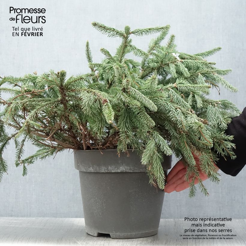 Picea abies Acrocona Vaso da 3L/4L esemplare consegnato in inverno