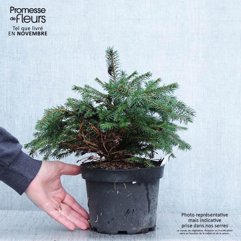 Esemplare di Picea abies Maxwellii Vaso da 2L/3L come consegnato in autunno