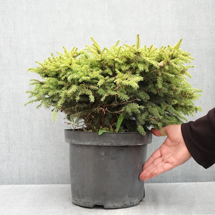 Esemplare di Picea abies Nidiformis - Abete nidiforme Vaso da 7,5L/10L come consegnato in autunno