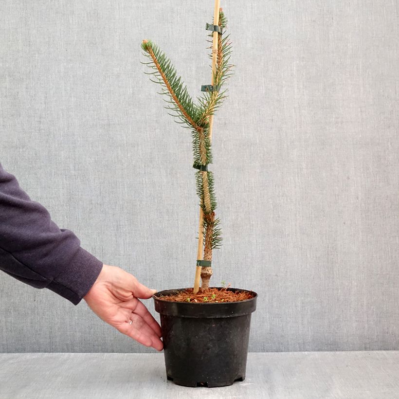 Esemplare di Picea abies Virgata Vaso da 3L/4L come consegnato in autunno