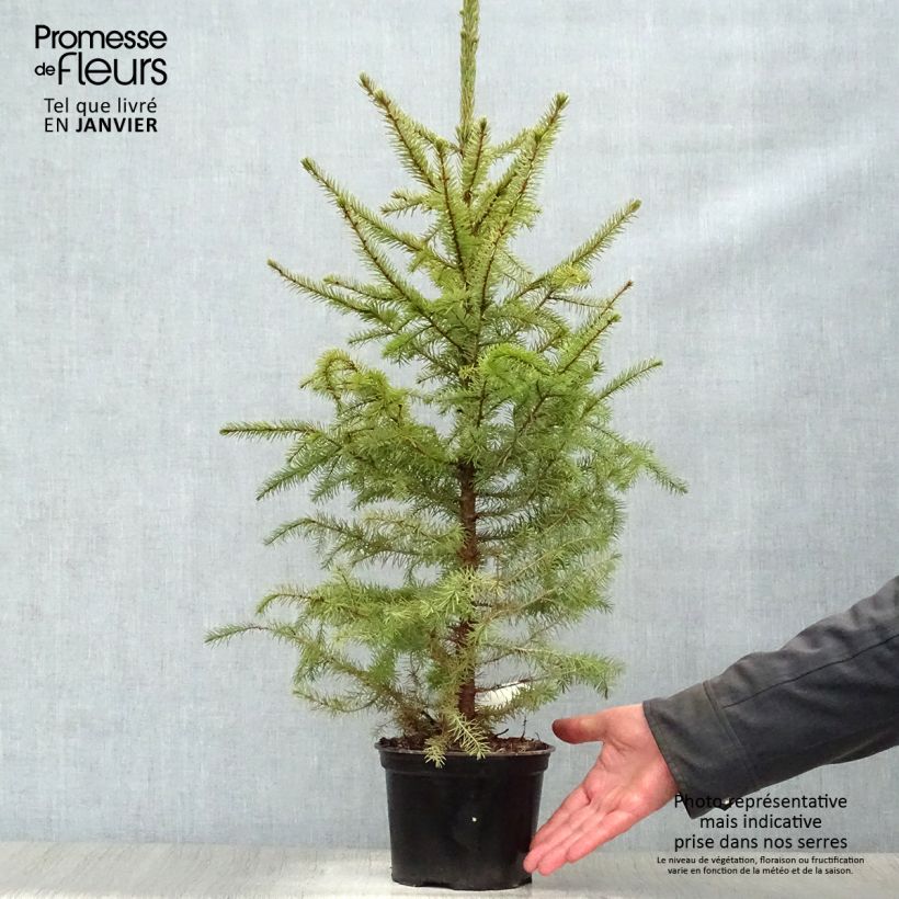 Picea omorika Nana Vaso da 2L/3L esemplare consegnato in inverno