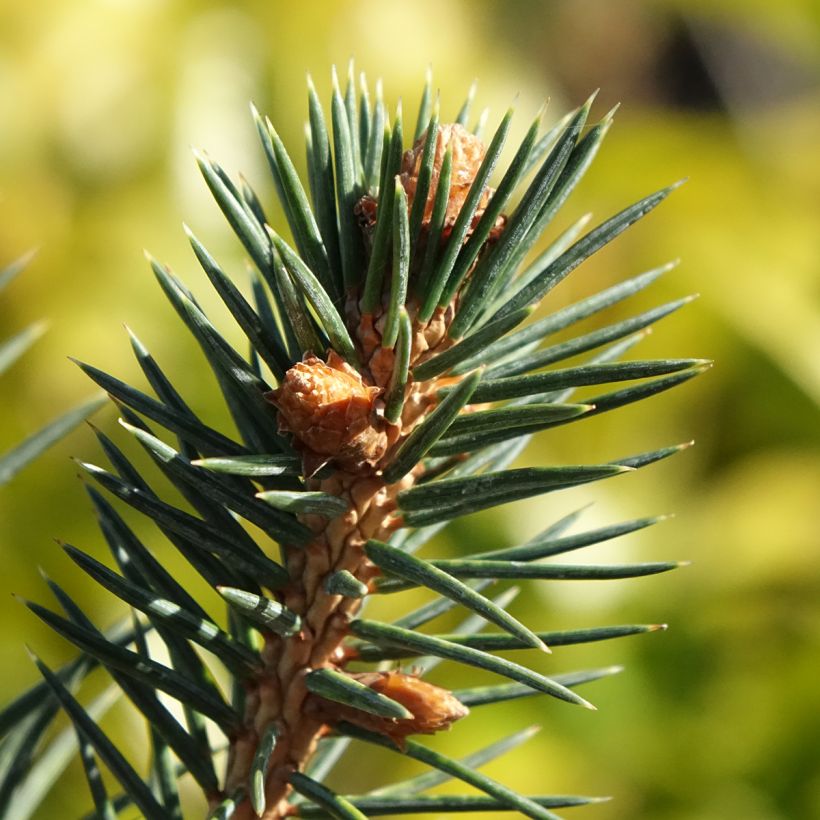 Picea chihuahuana (Fogliame)