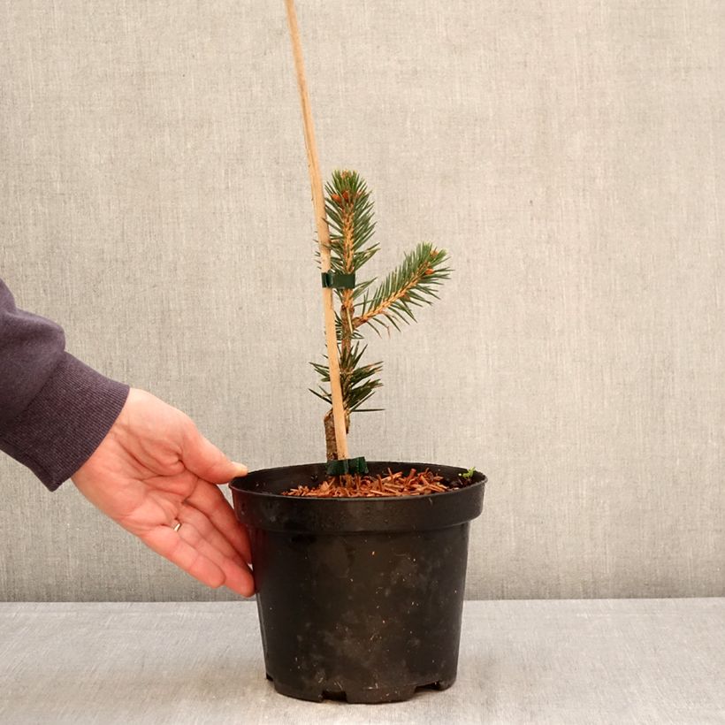 Picea chihuahuana Vaso da 3L/4L esemplare consegnato in primavera
