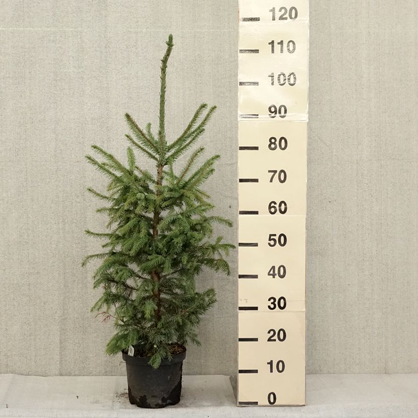 Esemplare di Picea omorika Nana Vaso da 2L/3L come consegnato in autunno