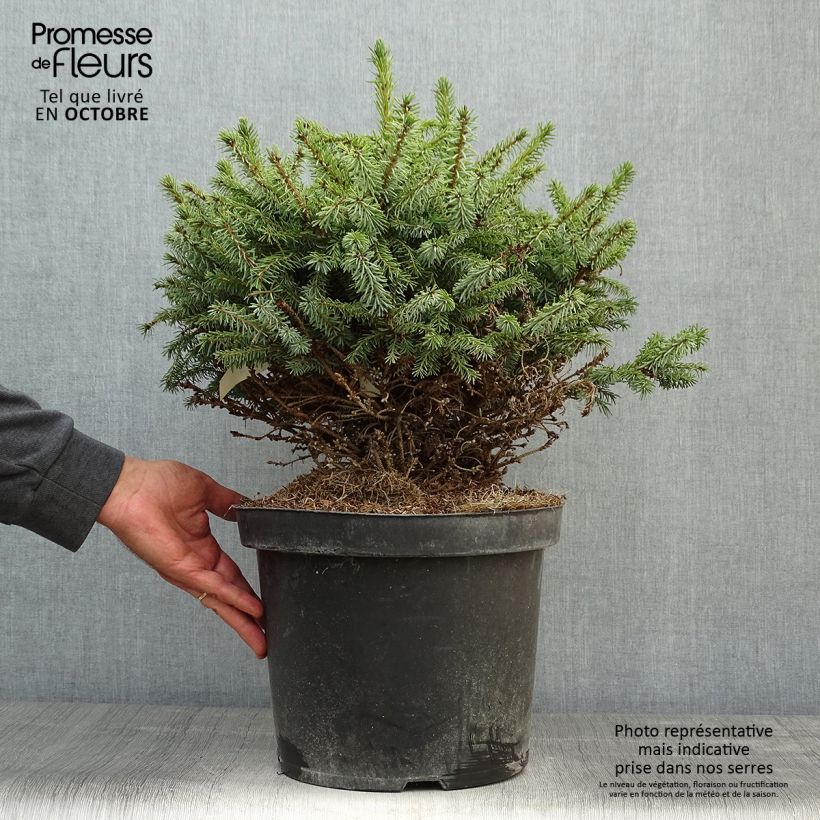 Esemplare di Picea omorika Nana Vaso da 7,5L/10L come consegnato in autunno