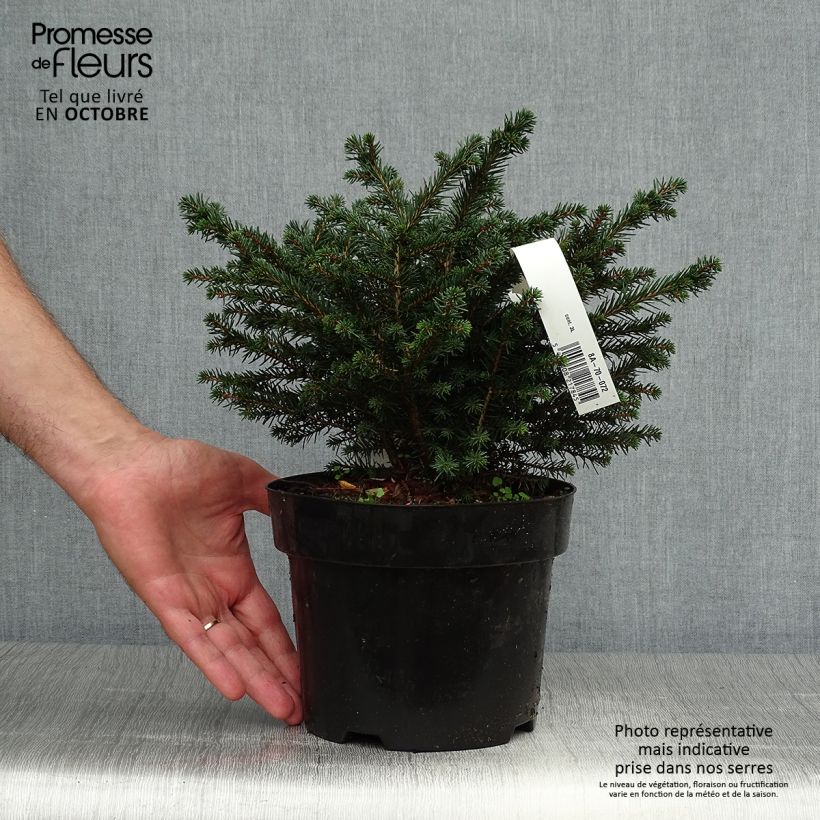 Esemplare di Picea omorika Karel Vaso da 2L/3L come consegnato in autunno