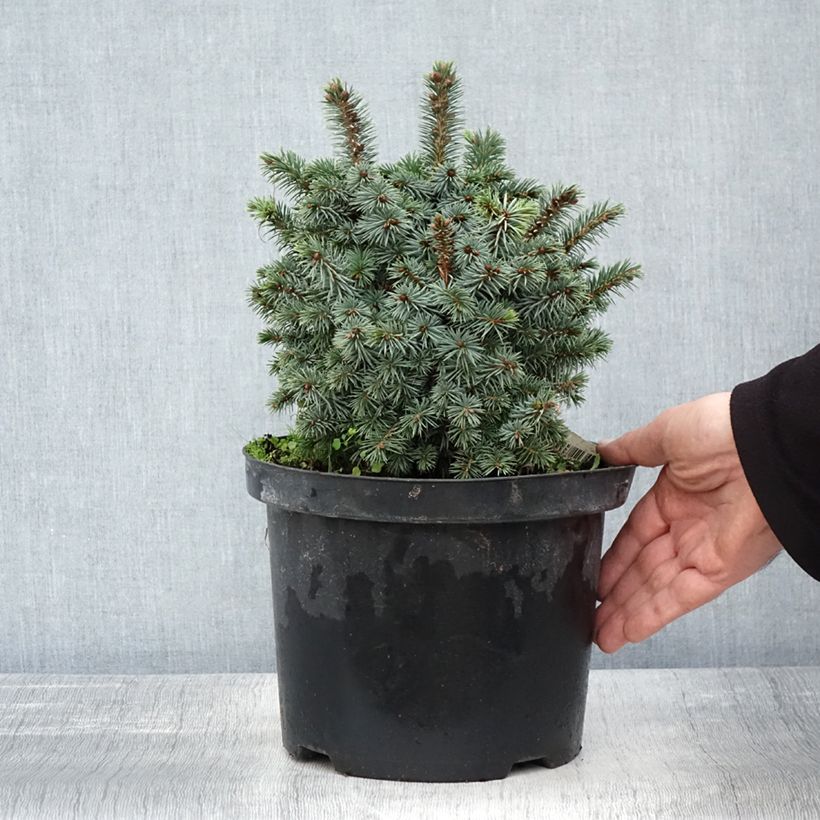 Esemplare di Picea sitchensis Midget Vaso da 4L/5L come consegnato in autunno