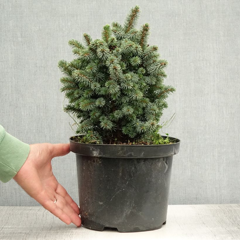 Esemplare di Picea sitchensis Midget Vaso da 4L/5L consegnato in estate