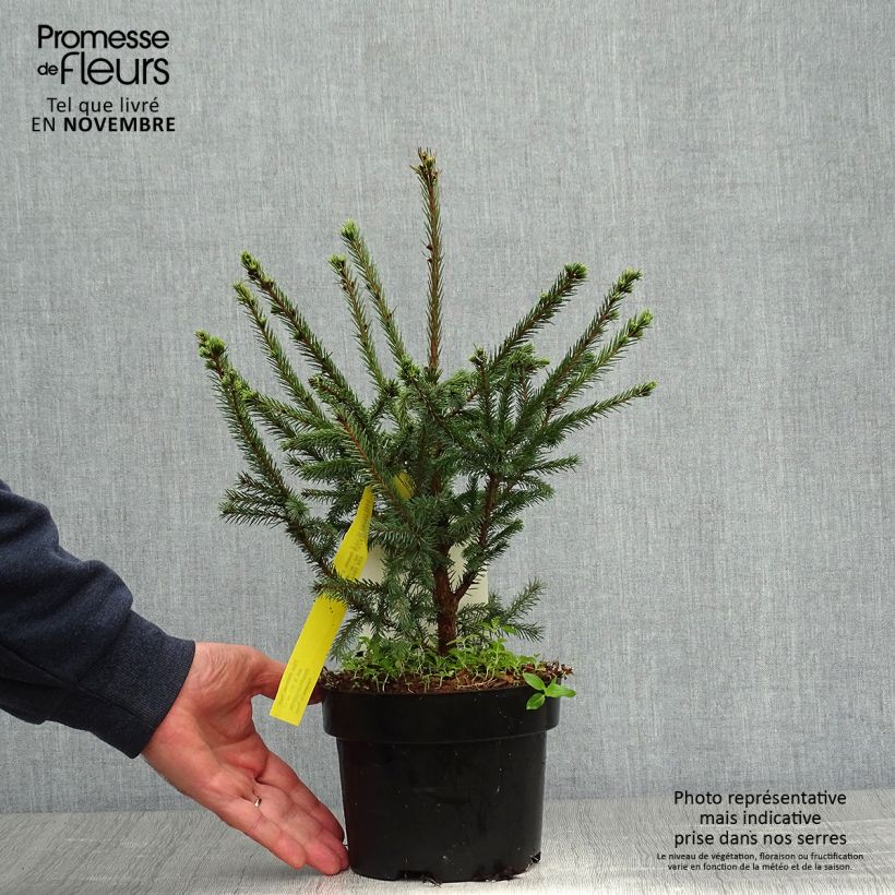 Esemplare di Picea sitchensis Nana Vaso da 2L/3L come consegnato in autunno