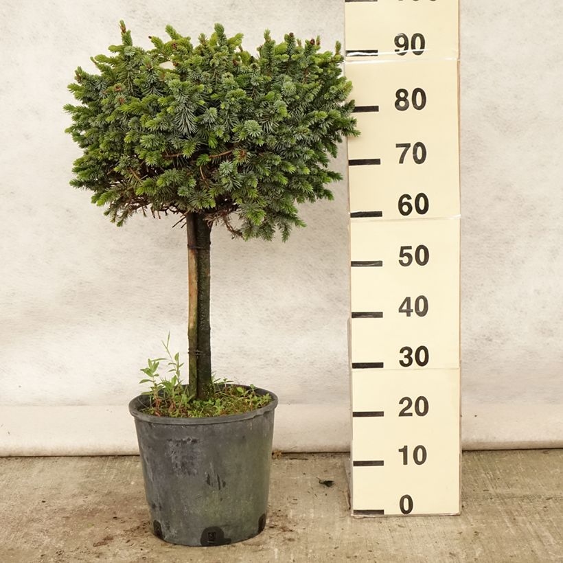 Esemplare di Picea sitchensis Silberzwerg Vaso da 12L/15L, Vaso impalcato consegnato in estate