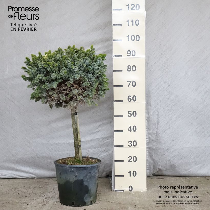 Picea sitchensis Silberzwerg Vaso da 12L/15L esemplare consegnato in inverno