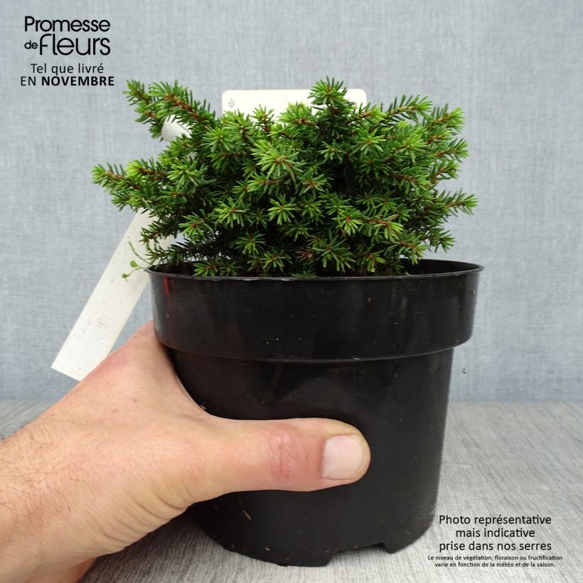 Esemplare di Picea abies Little Gem Vaso da 2L/3L come consegnato in autunno