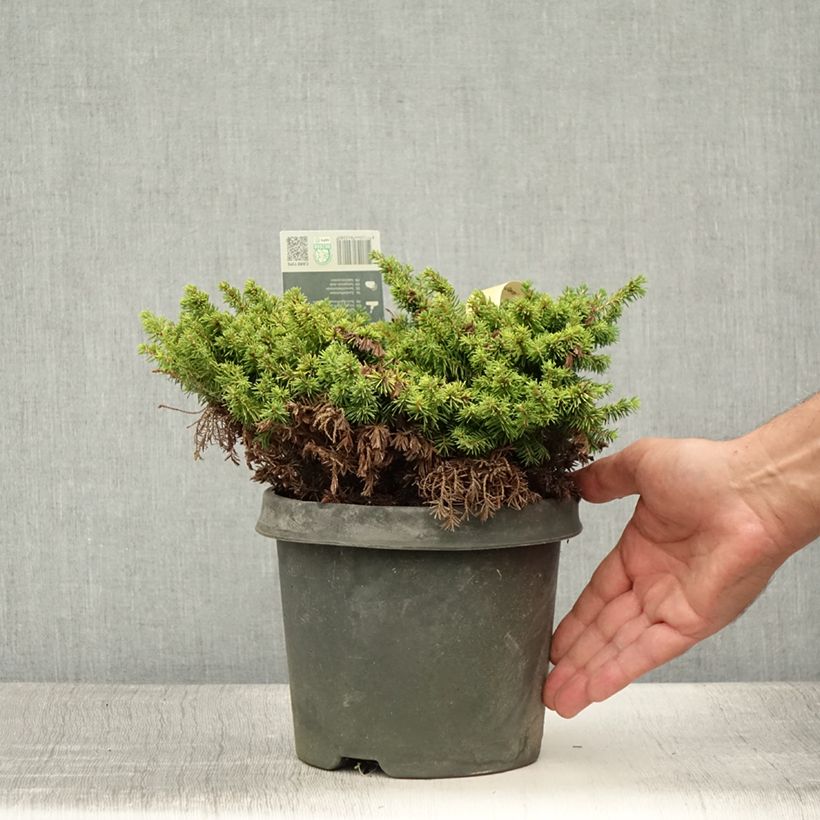Esemplare di Picea abies Little Gem Vaso da 2L/3L consegnato in estate