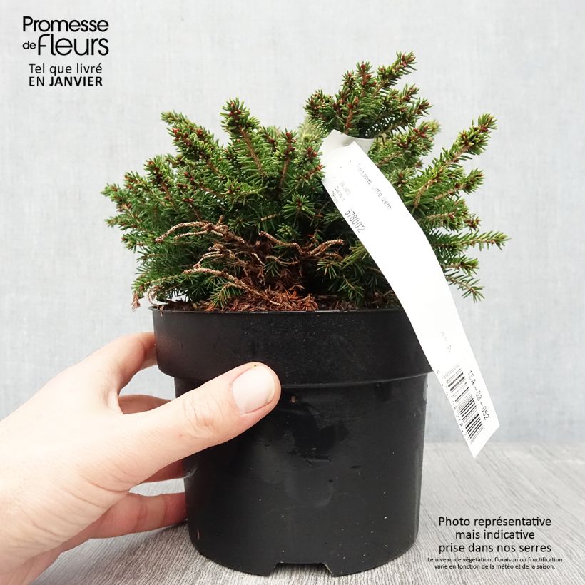 Picea abies Little Gem Vaso da 2L/3L esemplare consegnato in inverno