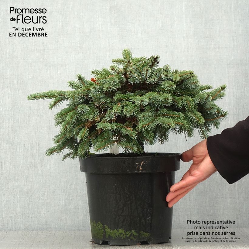 Esemplare di Picea mariana Machala Vaso da 4L/5L come consegnato in autunno