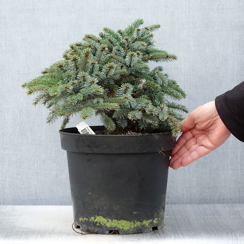 Picea mariana Machala Vaso da 4L/5L esemplare consegnato in primavera