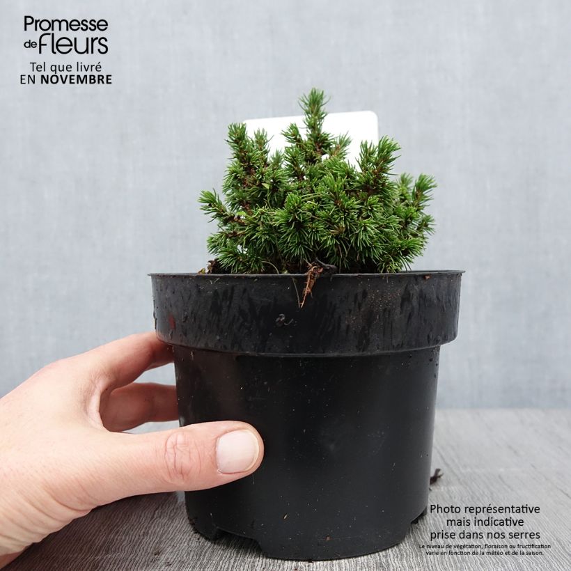 Esemplare di Picea abies Jalako Gold Vaso da 2L/3L come consegnato in autunno