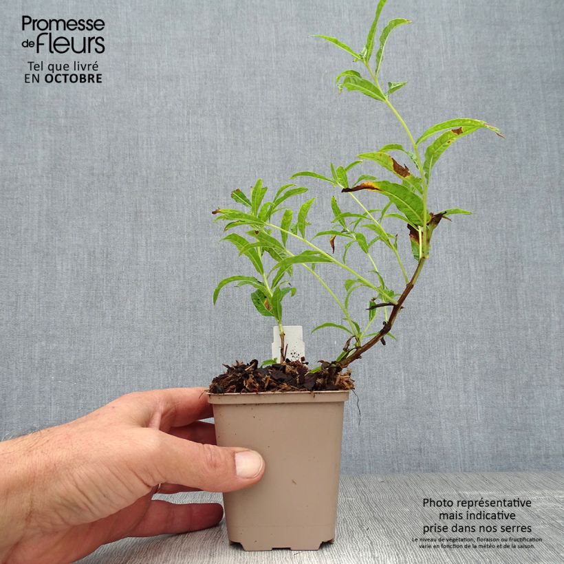 Esemplare di Epilobium angustifolium Album - Camenèrio Vasetto da 8/9 cm come consegnato in autunno