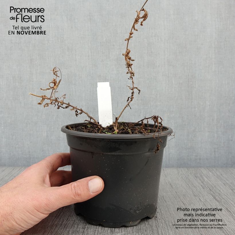Esemplare di Epilobium angustifolium Album - Camenèrio Vaso da 2L/3L come consegnato in autunno