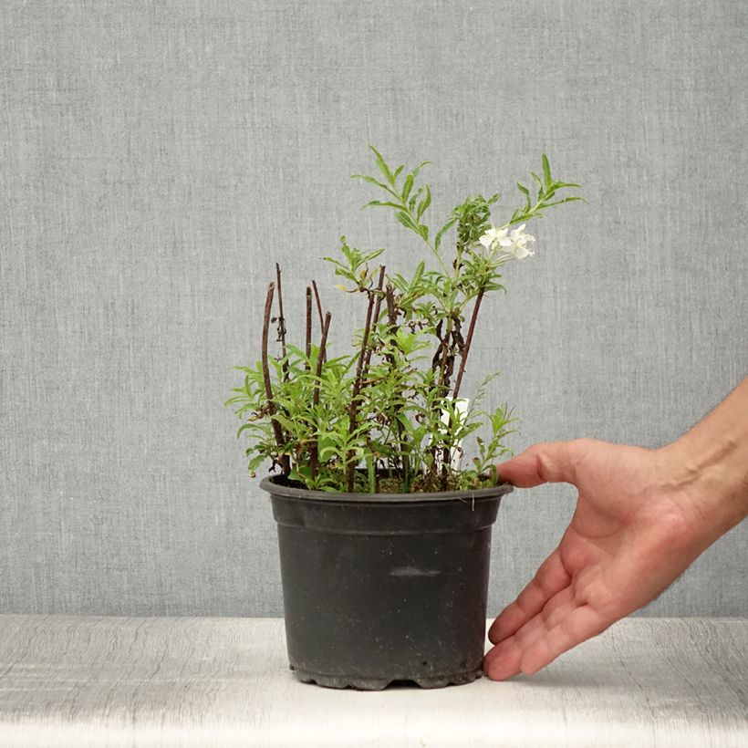 Esemplare di Epilobium angustifolium Album - Camenèrio Vaso da 2L/3L consegnato in estate