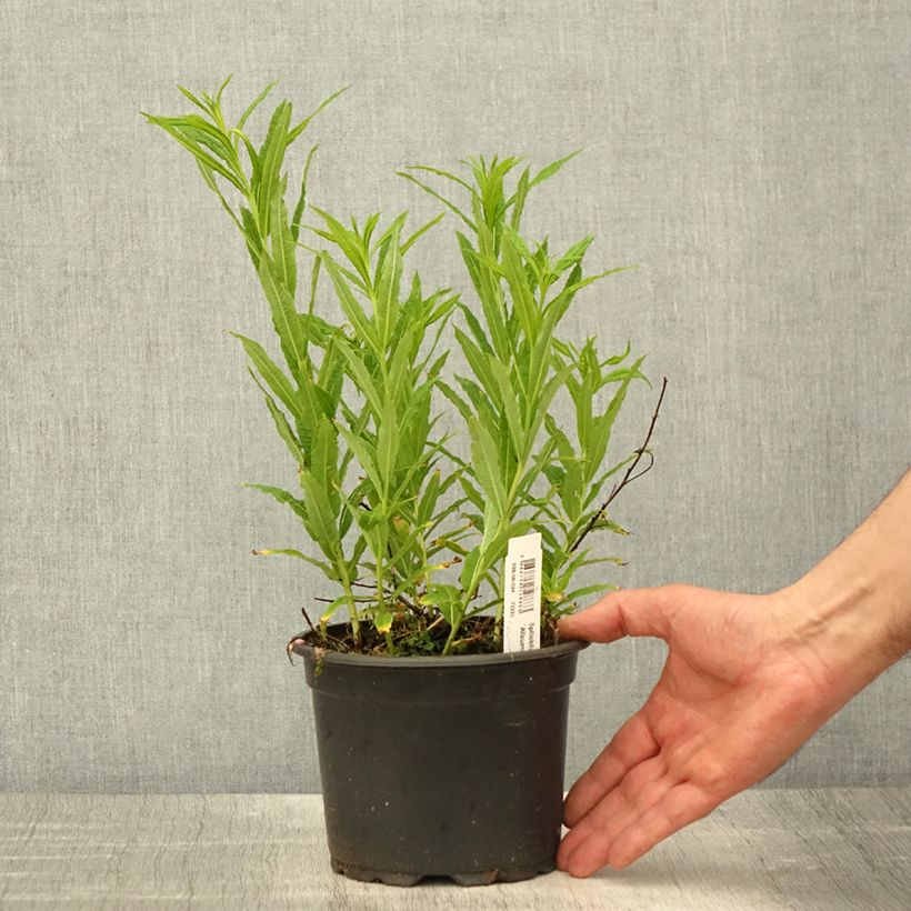 Epilobium angustifolium Album - Camenèrio Vaso da 2L/3L esemplare consegnato in primavera