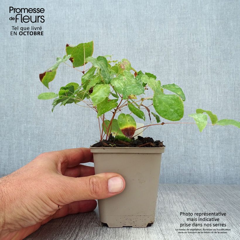 Esemplare di Epimedium alpinum - Epimedio alpino Vasetto da 8/9 cm come consegnato in autunno