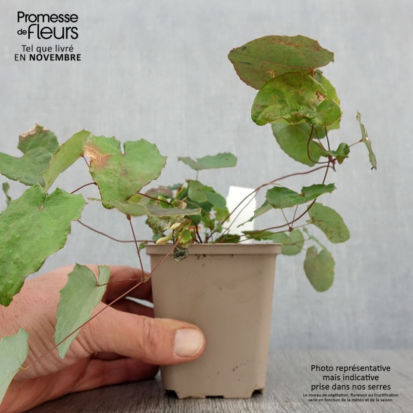 Esemplare di Epimedium davidii Vasetto da 8/9 cm come consegnato in autunno