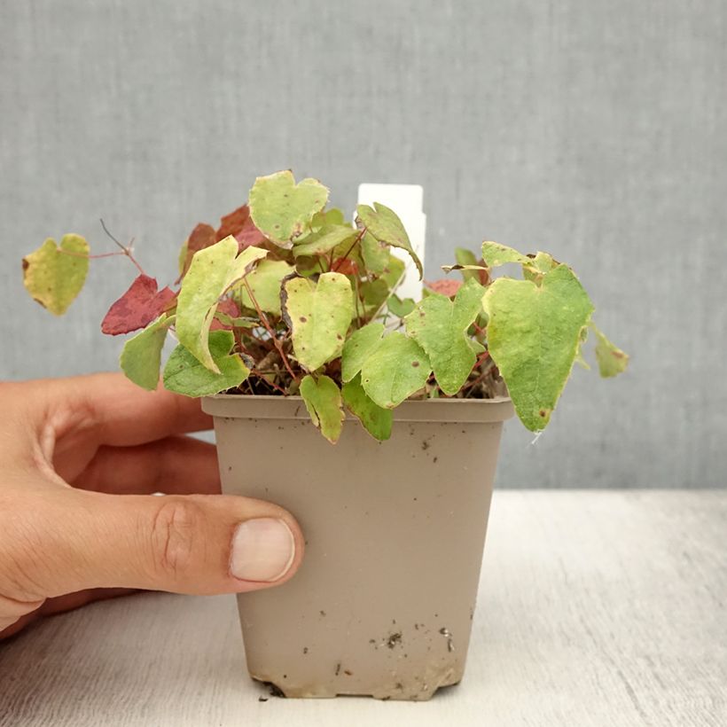 Esemplare di Epimedium davidii Vasetto da 8/9 cm consegnato in estate