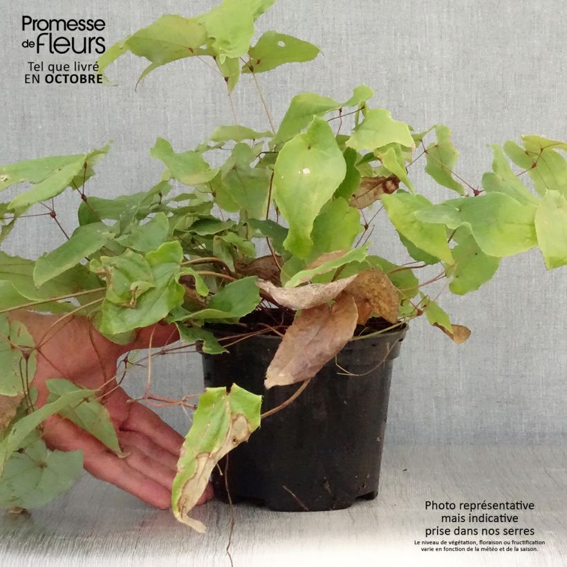 Esemplare di Epimedium Elenwe Vaso da 1,5L/2L come consegnato in autunno