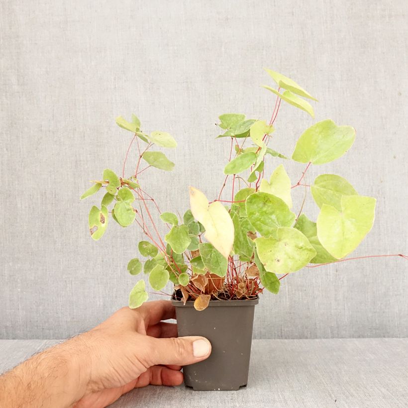 Esemplare di Epimedium elongatum Vasetto da 8/9 cm come consegnato in autunno