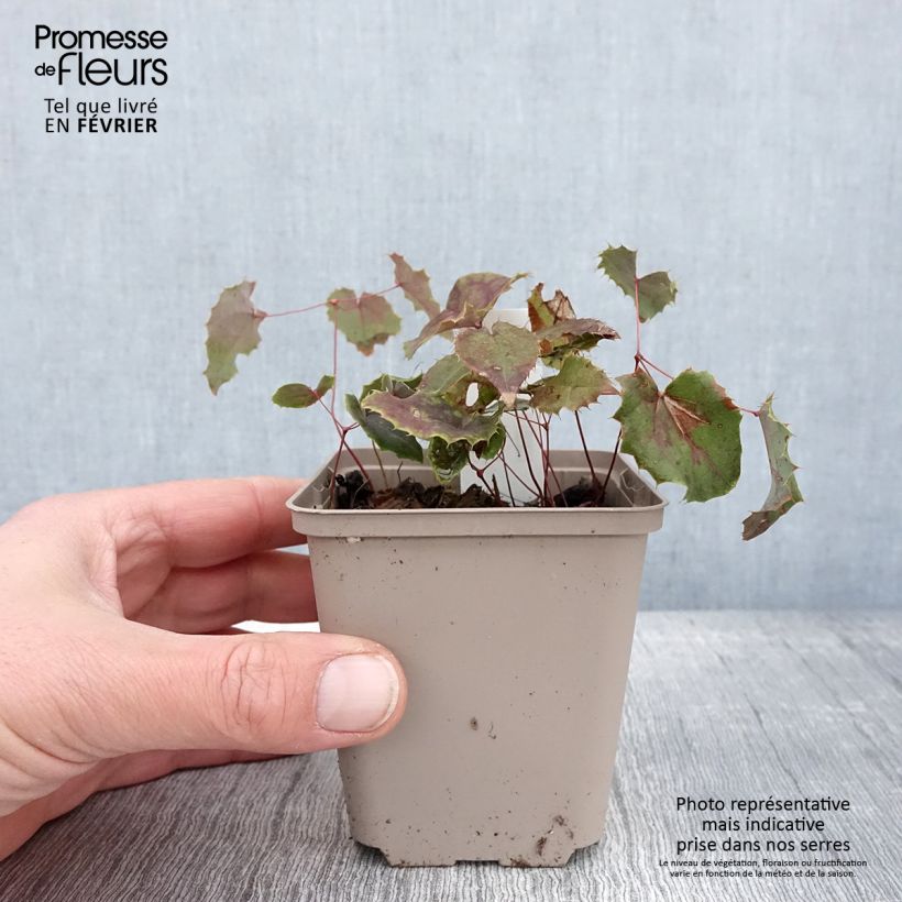 Epimedium elongatum Vasetto da 8/9 cm esemplare consegnato in inverno