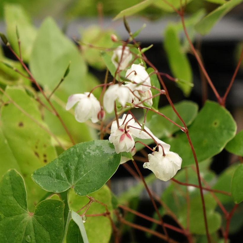Epimedium elongatum (Fioritura)